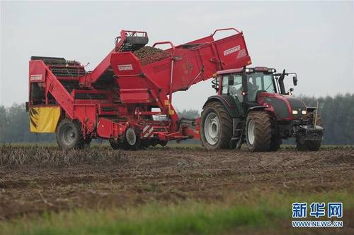 埃诺省阿特市的农业与农业工程中心试验农场使用农业机械收获土豆